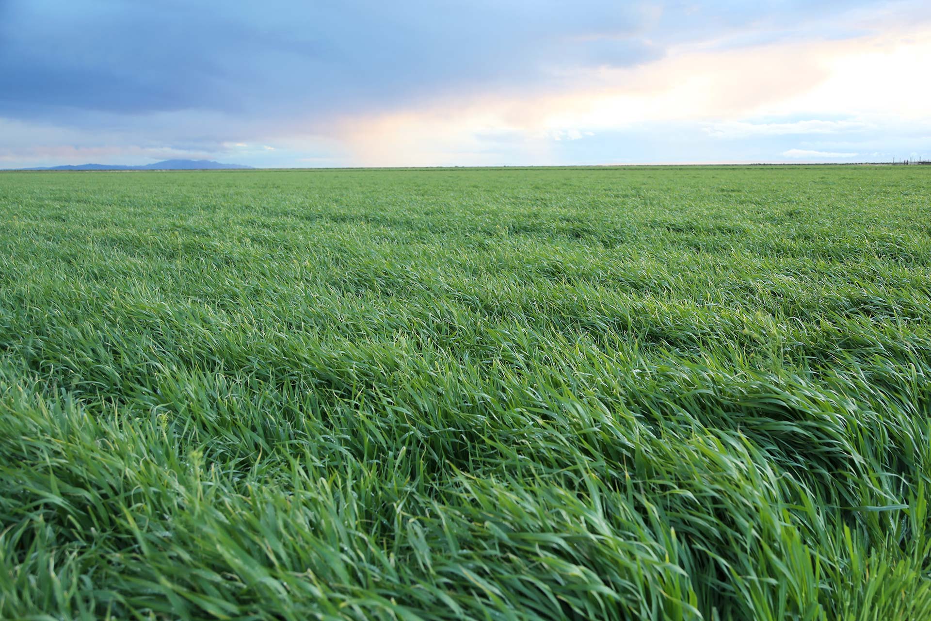 グリーンの原料となる大麦若葉は、無農薬・自然農法で育てています